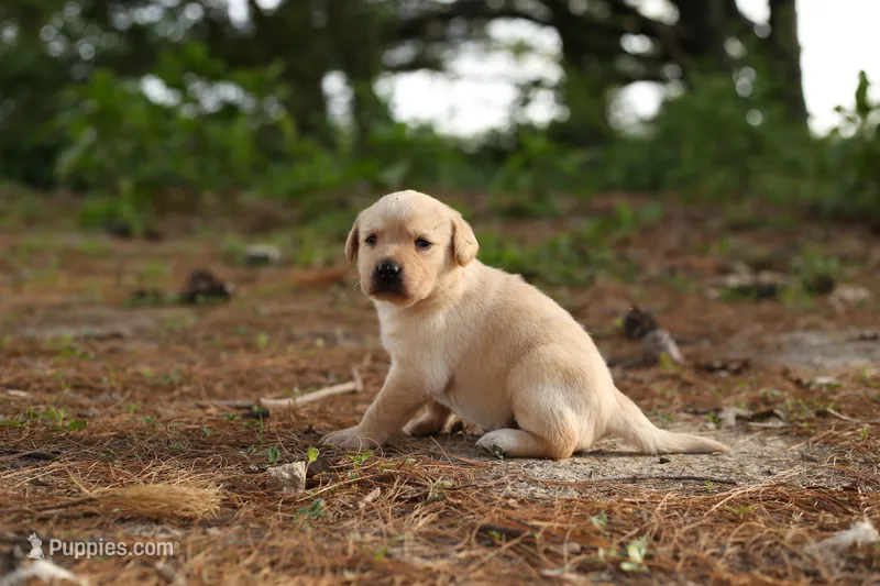 Misty – Labrador Retriever puppy for sale in Ewing, IL