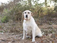 Murphy, a male Labrador Retriever for sale in Ewing, IL – Photo 4 of 4