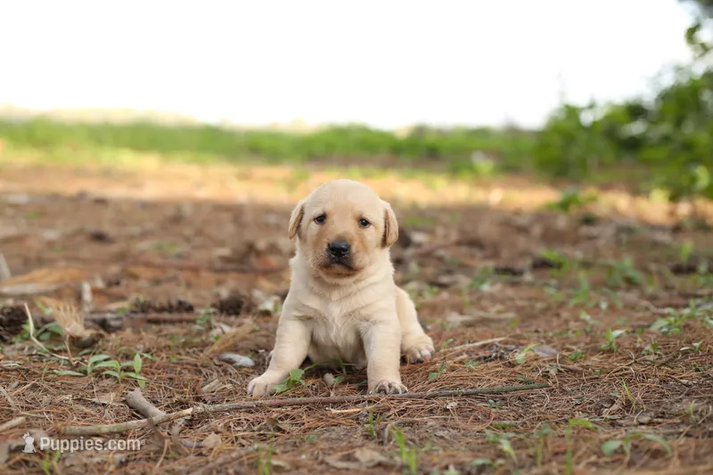 Murphy – Labrador Retriever puppy for sale in Ewing, IL