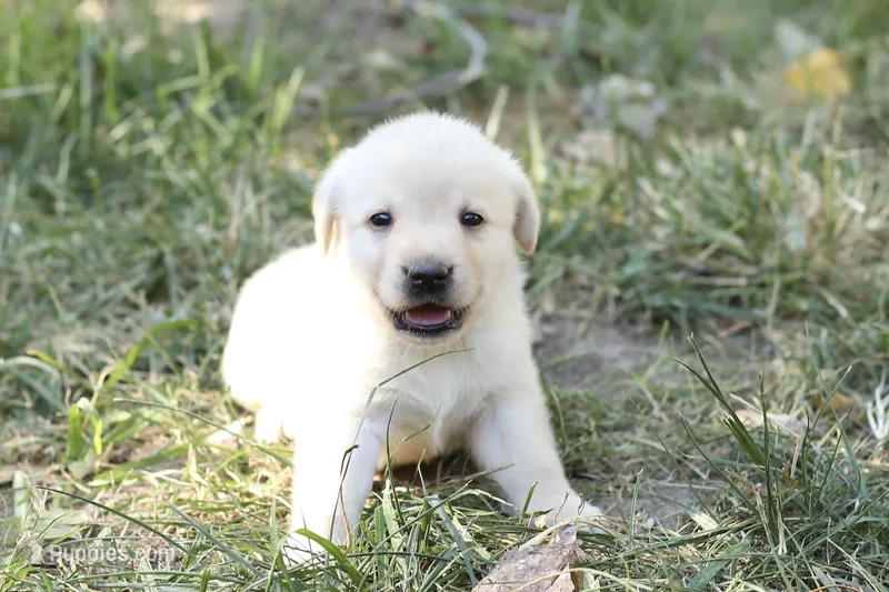 Cordell – Labrador Retriever puppy for sale in Ewing, IL