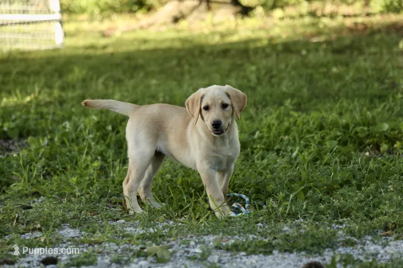 Molly – Labrador Retriever puppy for sale in Ewing, IL
