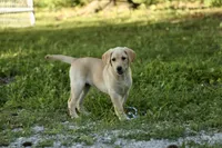 Molly, a female Labrador Retriever for sale in Ewing, IL – 1 of 8