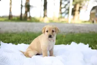 Macey, a female Labrador Retriever for sale in Ewing, IL – 3 of 6