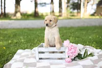Macey, a female Labrador Retriever for sale in Ewing, IL – 2 of 6