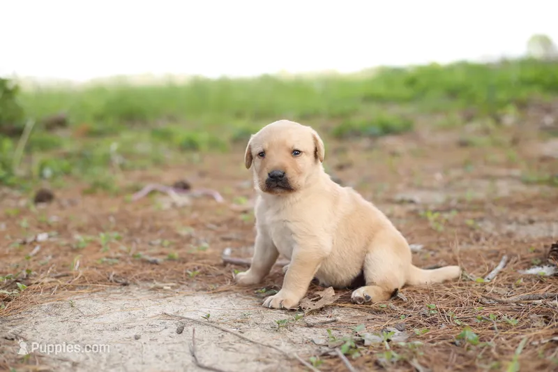 Macey – Labrador Retriever puppy for sale in Ewing, IL