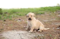 Macey, a female Labrador Retriever for sale in Ewing, IL – Photo 1 of 4