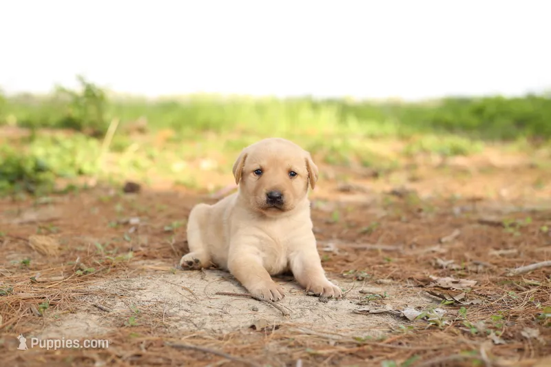 Maddie – Labrador Retriever puppy for sale in Ewing, IL