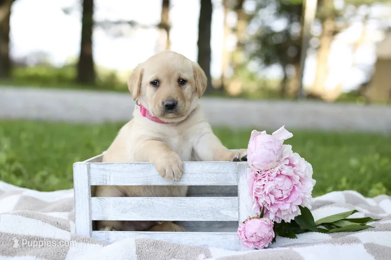 Miles – Labrador Retriever puppy for sale in Ewing, IL