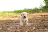 Max, a male Labrador Retriever for sale in Ewing, IL – Photo 1 of 4