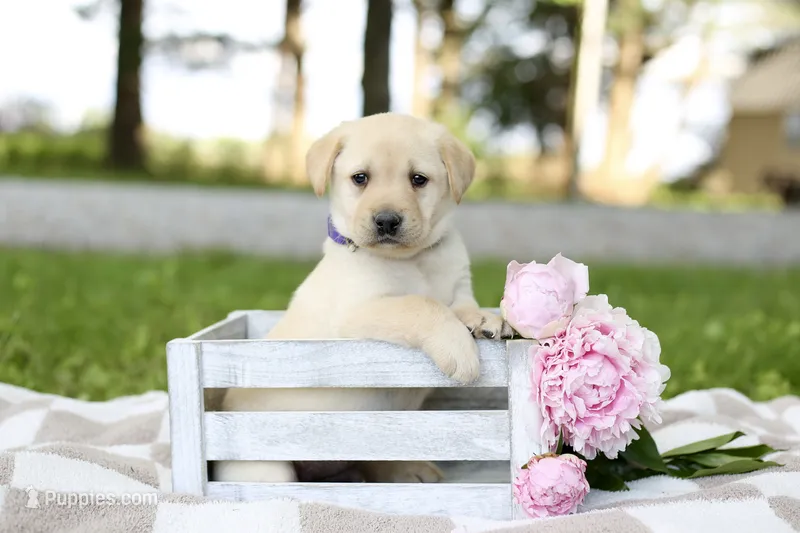 Max – Labrador Retriever puppy for sale in Ewing, IL