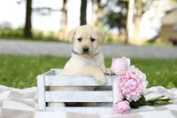 Max, a male Labrador Retriever for sale in Ewing, IL – 1 of 6