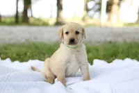 Molly, a female Labrador Retriever for sale in Ewing, IL – 2 of 5