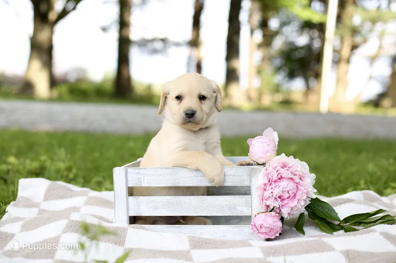 Mitchell – Labrador Retriever puppy for sale in Ewing, IL