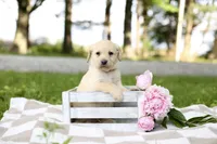 Mitchell, a male Labrador Retriever for sale in Ewing, IL – 1 of 6