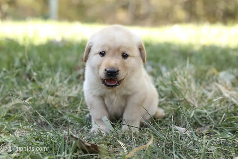 Cannon – Labrador Retriever puppy for sale in Ewing, IL