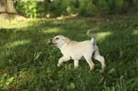Mia, a female Labrador Retriever for sale in Ewing, IL – 3 of 9