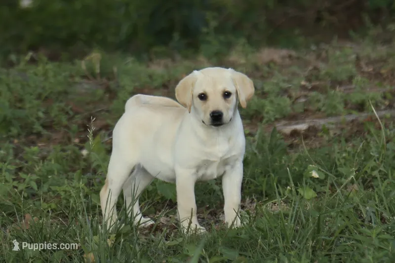 Mia – Labrador Retriever puppy for sale in Ewing, IL