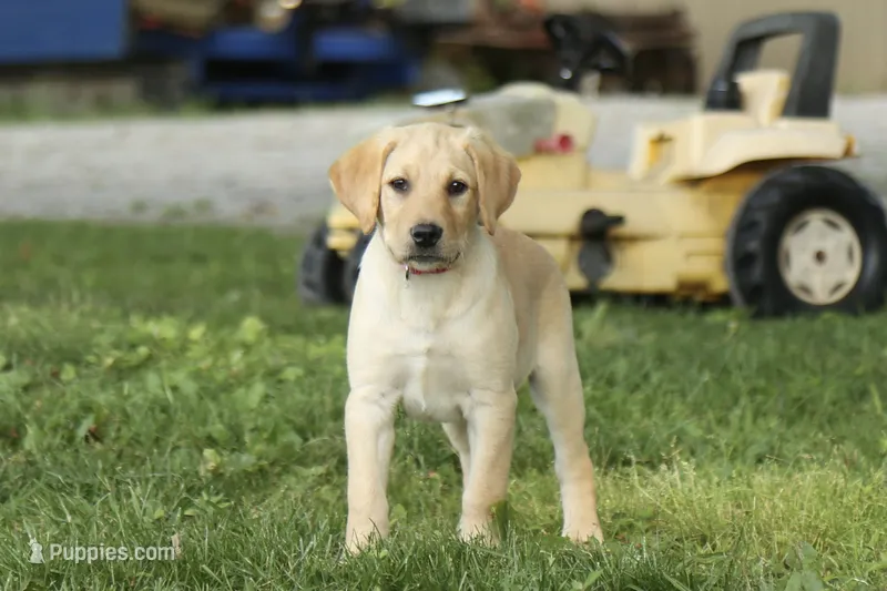 Macey – Labrador Retriever puppy for sale in Ewing, IL