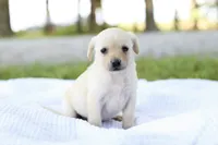 Mia, a female Labrador Retriever for sale in Ewing, IL – 2 of 5
