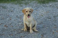 Molly, a female Labrador Retriever for sale in Ewing, IL – 3 of 8