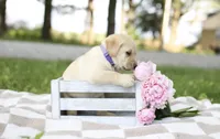 Max, a male Labrador Retriever for sale in Ewing, IL – 3 of 6