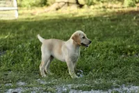 Molly, a female Labrador Retriever for sale in Ewing, IL – 2 of 8