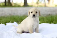 Misty, a female Labrador Retriever for sale in Ewing, IL – 2 of 5