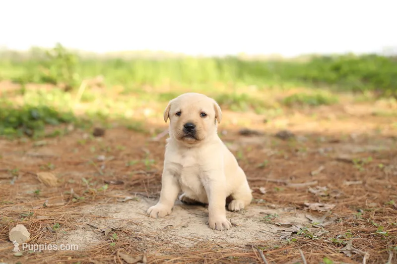 Miles – Labrador Retriever puppy for sale in Ewing, IL