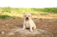 Miles, a male Labrador Retriever for sale in Ewing, IL – Photo 1 of 4