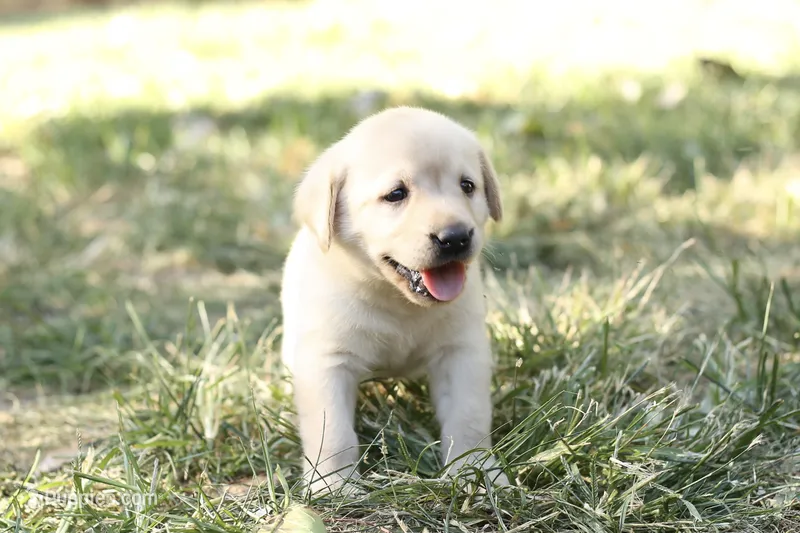 Candie – Labrador Retriever puppy for sale in Ewing, IL