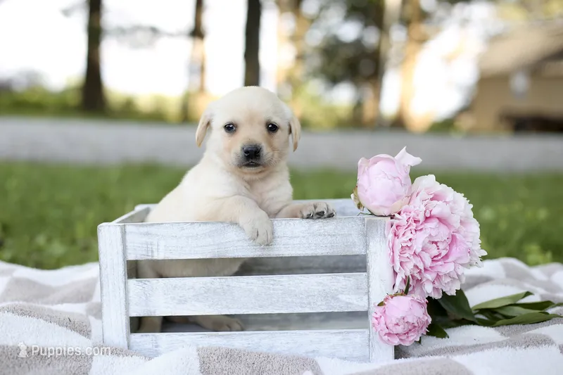 Mia – Labrador Retriever puppy for sale in Ewing, IL