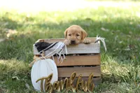 Chloe, a female Labrador Retriever for sale in Ewing, IL – 2 of 2