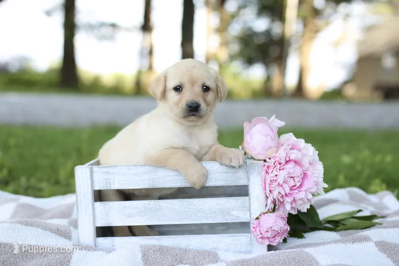 Maddie – Labrador Retriever puppy for sale in Ewing, IL