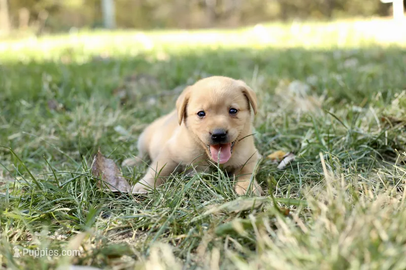 Callie – Labrador Retriever puppy for sale in Ewing, IL