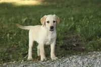 Misty, a female Labrador Retriever for sale in Ewing, IL – 2 of 9