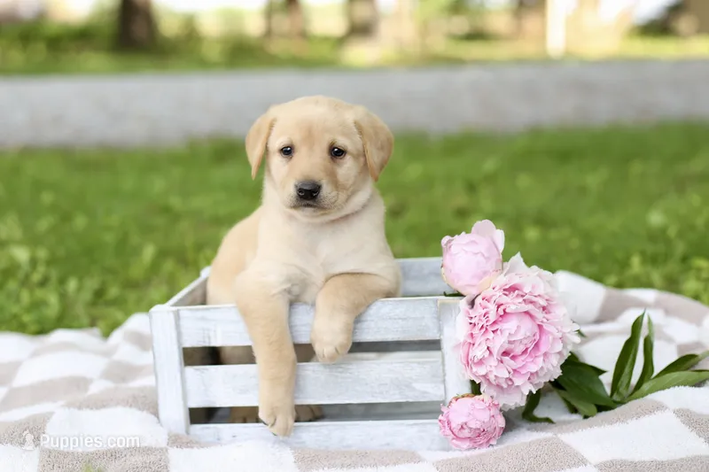 Macey – Labrador Retriever puppy for sale in Ewing, IL
