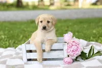 Macey, a female Labrador Retriever for sale in Ewing, IL – 1 of 6