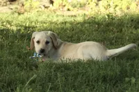 Misty, a female Labrador Retriever for sale in Ewing, IL – 4 of 9