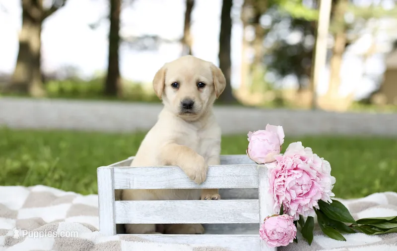 Misty – Labrador Retriever puppy for sale in Ewing, IL