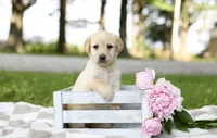 Misty, a female Labrador Retriever for sale in Ewing, IL – 1 of 5