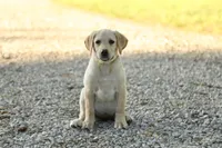 Misty, a female Labrador Retriever for sale in Ewing, IL – 3 of 9