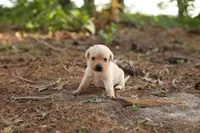 Mia, a female Labrador Retriever for sale in Ewing, IL – Photo 1 of 4