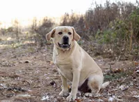 Mia, a female Labrador Retriever for sale in Ewing, IL – Photo 2 of 4