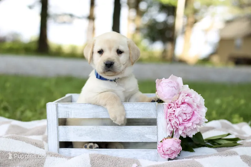Murphy – Labrador Retriever puppy for sale in Ewing, IL