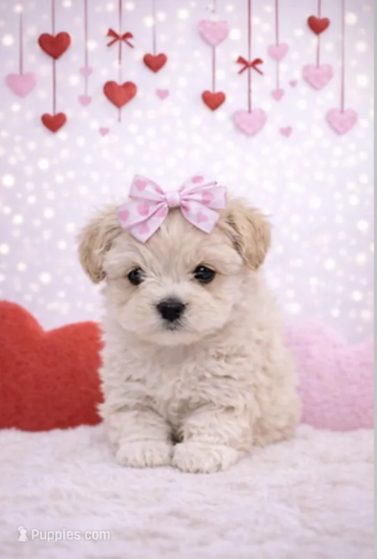 Sweetie – Maltipoo puppy for sale in New York, NY