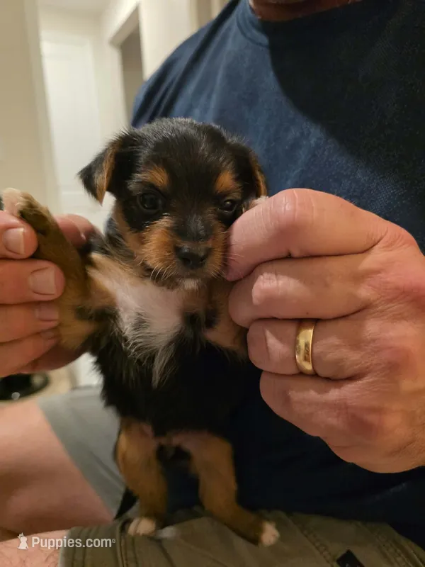 Number 1 – Yorkshire Terrier puppy for sale in Middleburg, FL