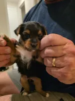 Number 1, a male Yorkshire Terrier for sale in Middleburg, FL – 1 of 2