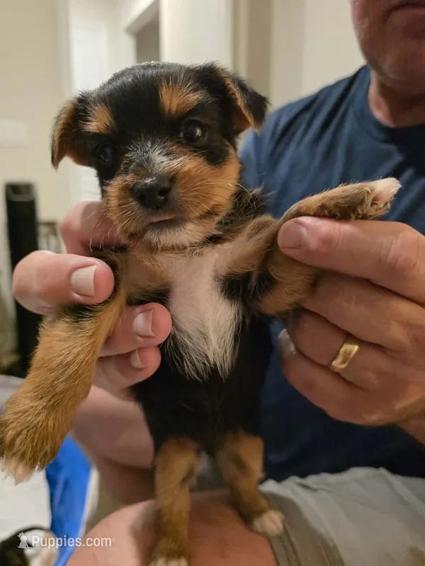 Number 5, a female Yorkshire Terrier for sale in Middleburg, FL – 1 of 2