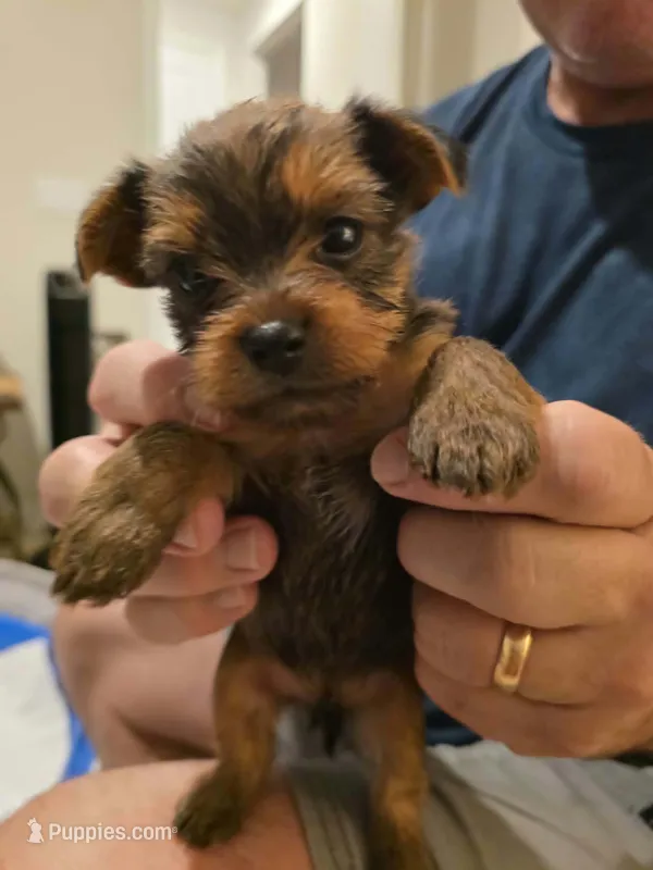 Number 4, a male Yorkshire Terrier for sale in Middleburg, FL – 1 of 2