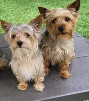 Number 2, a female Yorkshire Terrier for sale in Middleburg, FL – 2 of 2